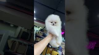 Pomeranian Boo Yavrumuz Pamuk