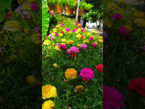 Video: Tumbuhan Portulaca - Cara Menanam Bunga Portulaca