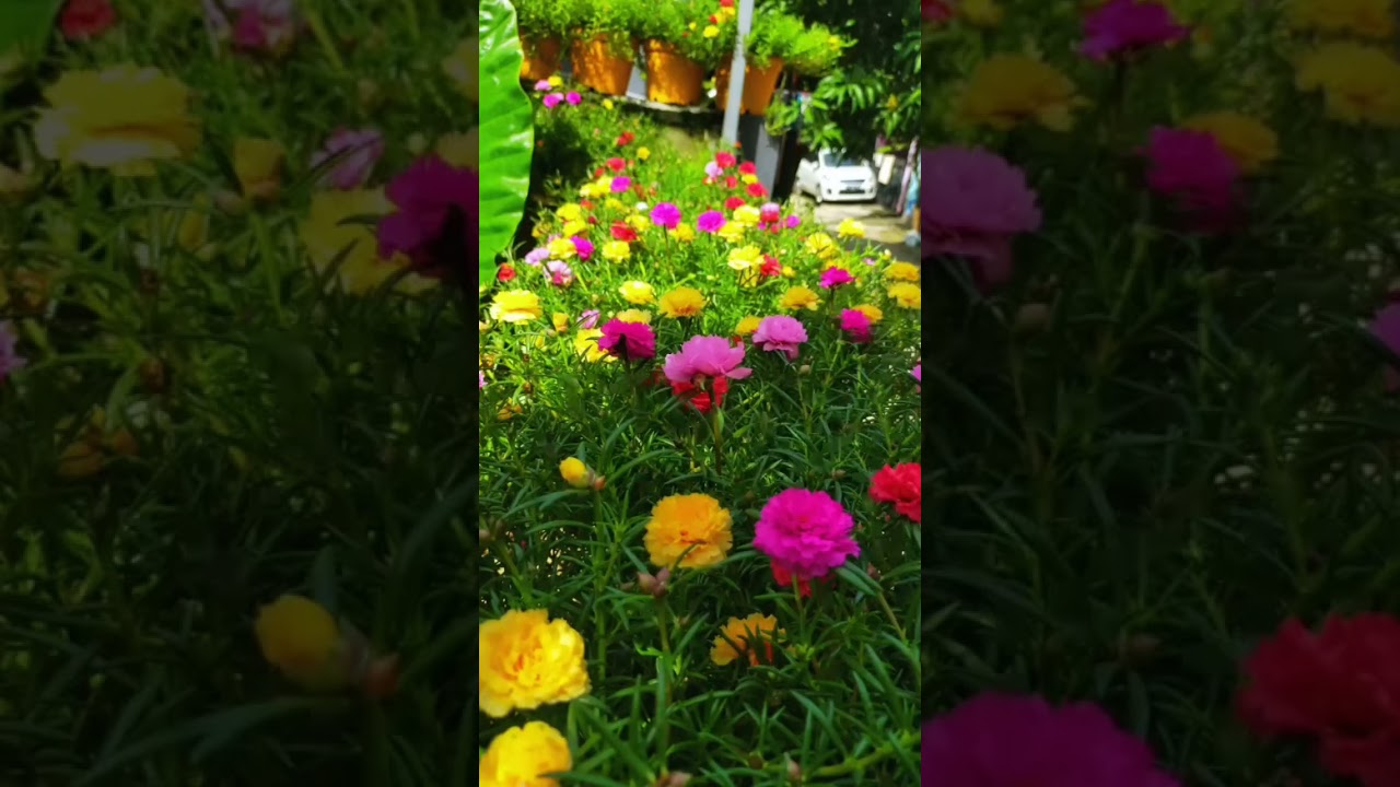 beragam cantiknya bunga krokot...