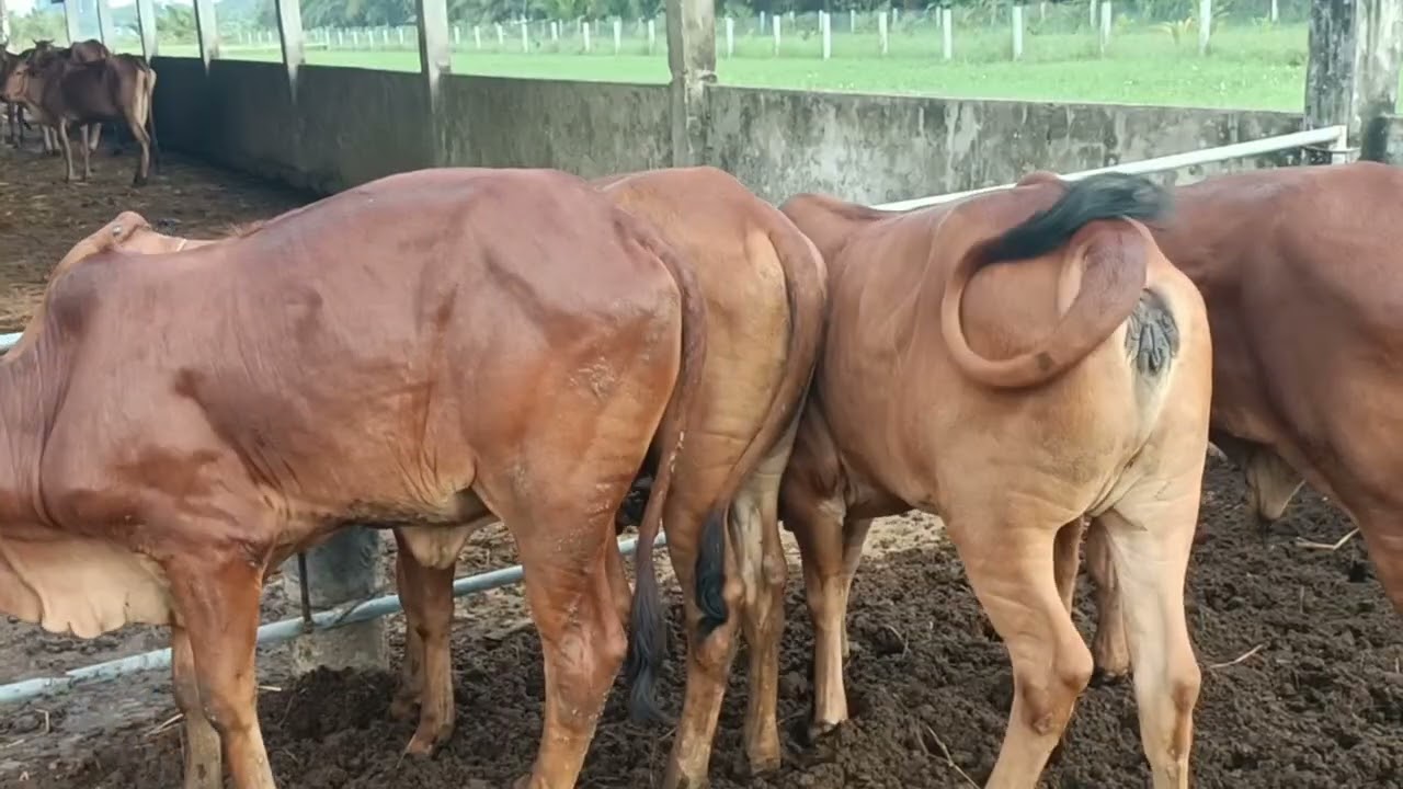 1 tháng 3 tiếp tục giao bò lứa đẹp về Trà Vinh và Vĩnh Long 0984471687