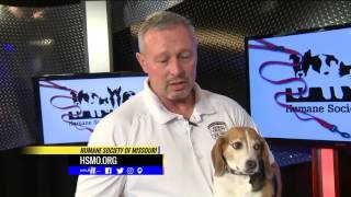 Don't be dogged by disaster: Tips for keeping pets safe