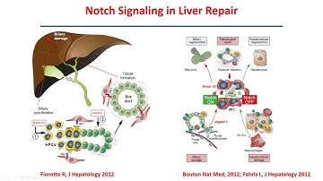 YW ep.7 - "Congenital Cholangiopathies, the Rosetta Stone of Biliary Pathophysiology"