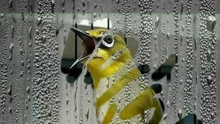 Download Lagu Kicau Burung Pleci Lokal Muria Asli Suara Mantab MP3 Download Lagu Kicau Burung Pleci Lokal Muria Asli Suara Mantab MP3