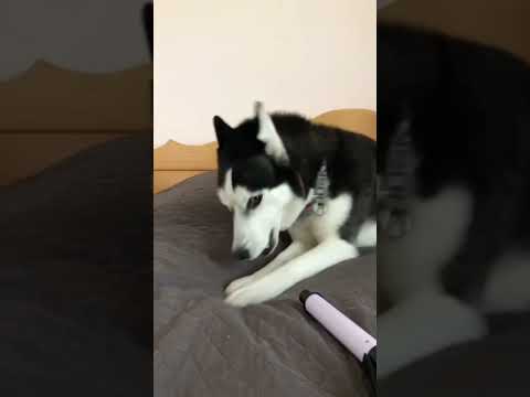 هاو هاو هاو هاو 