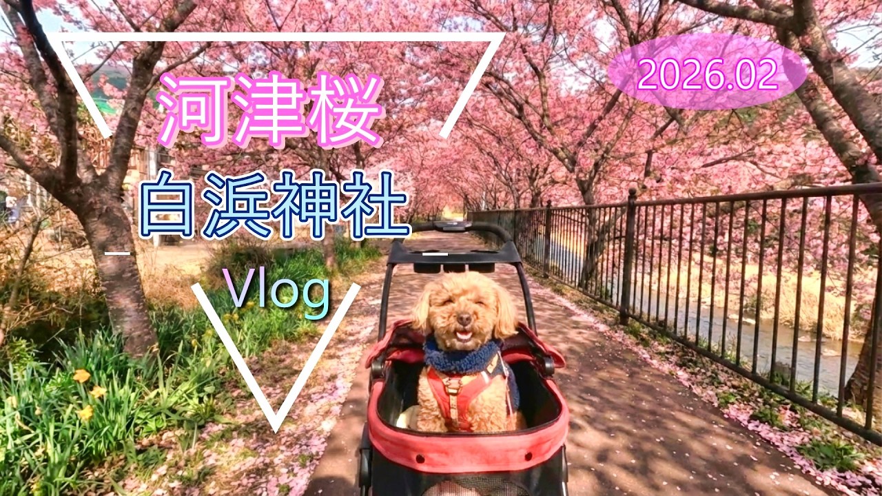 ’26 02 河津桜祭りVlog | 河沿いの桜とローカルグルメ  白浜神社の参拝　Vlog