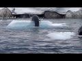 Leopard Seal Encounter