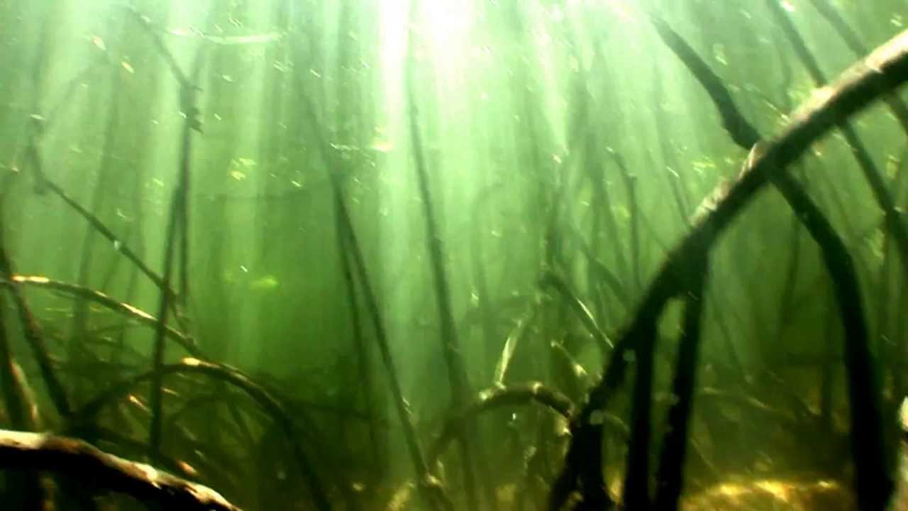 Underwater tree climping. YouTube