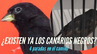 ¿EXISTEN YA LOS CANARIOS NEGROS? 4 paradas en el camino.