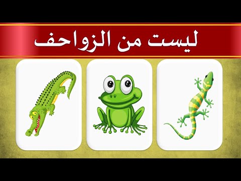 فيديو: أعلى خيارات الأرضيات المطبخ التي يمكن أن تجعل التصميم الخاص بك البوب