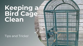 Keeping a Bird Cage Clean! Tips and Tricks