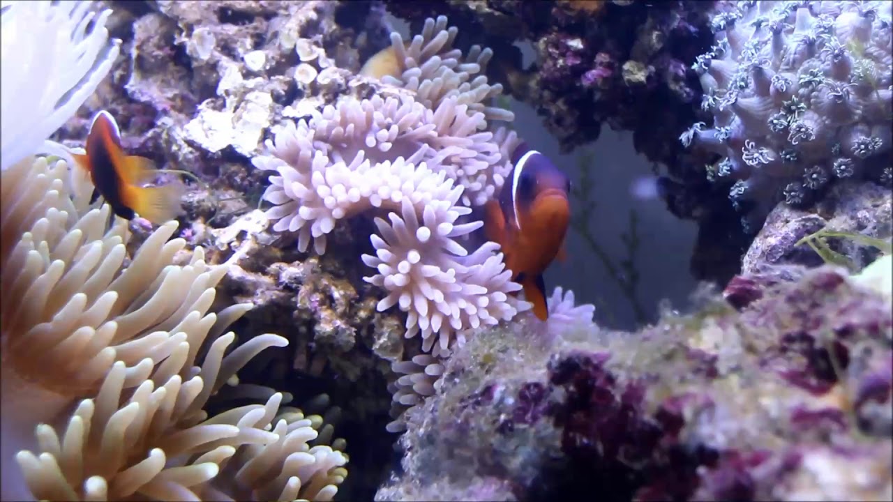 camera iphone 8 plus apk 棕紅小丑（澳洲小丑 大陸）Australian anemonefish
