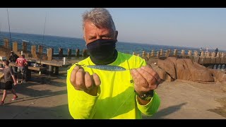 True North Fishing: Sardines everywhere,  Some Shad around