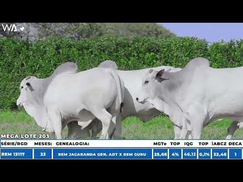 LOTE 203  - MEGA LOTE  - Touro Nelore à venda no 22º MEGA LEILÃO GENÉTICA ADITIVIA 2025