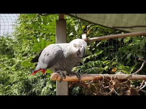 Video: Wie Man Einen Alten Papagei Von Einem Jungen Unterscheidet