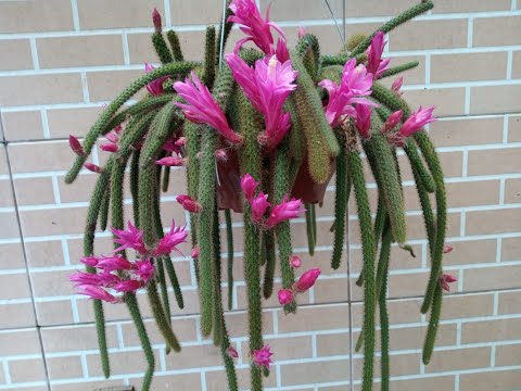 Dica de cultivo de adubo que faz florir muito o cacto rabo de rato