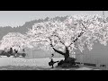 [Vietsub+Kara] Sakura Color - GReeeeN