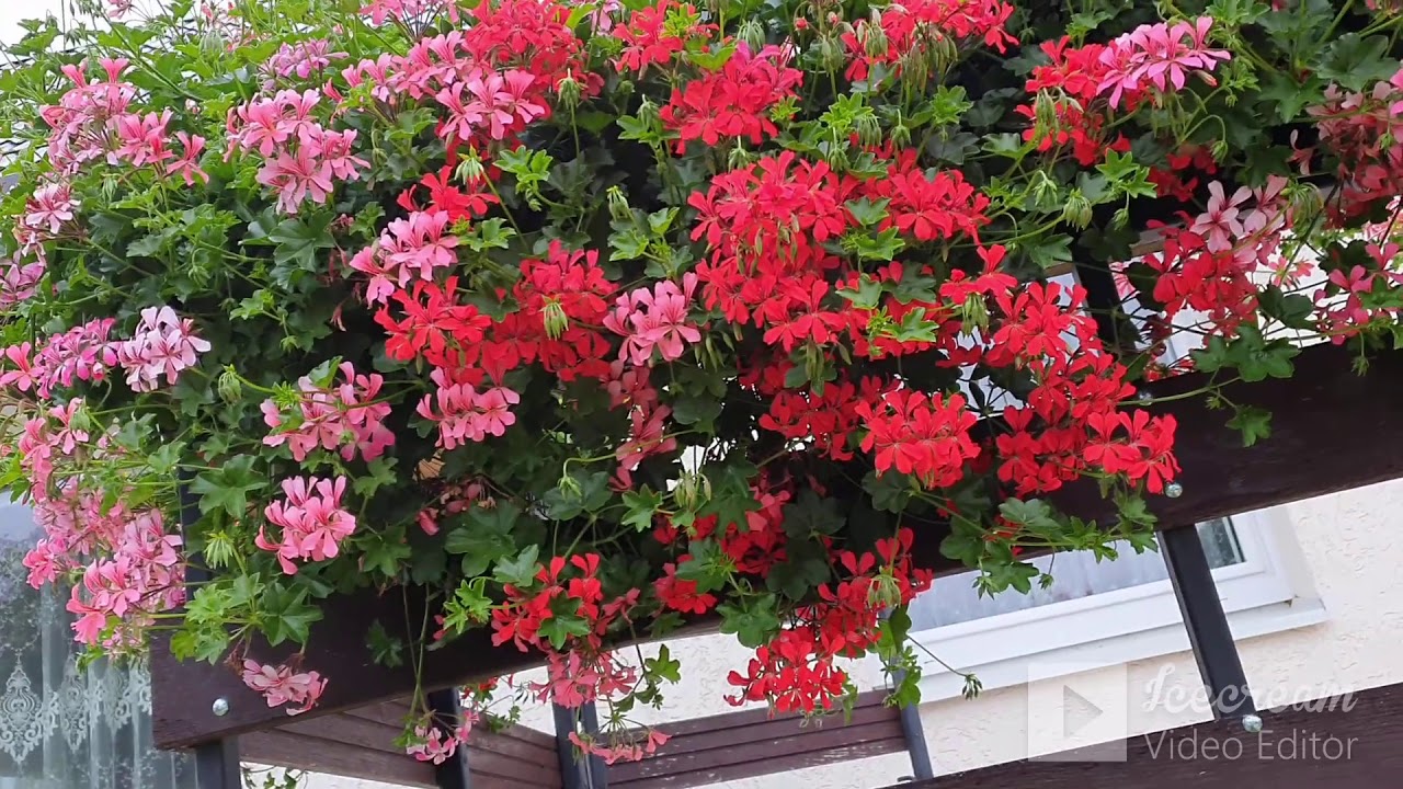 .Цветочный сезон завершен. Итоги, выводы, планы.