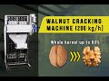 Walnuts cracking machine. Walnuts processing