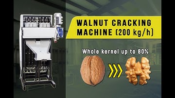 Walnuts cracking machine. Walnuts processing