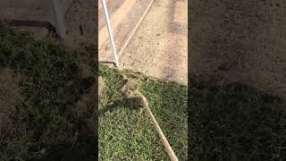#lawncare #lawn #youtubeshorts #grass #landscape #lawnmaintenance #mowing #fypシ