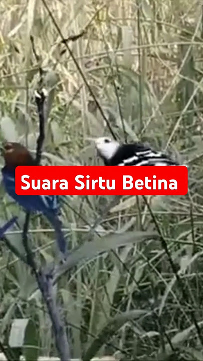suara sirtu betina untuk pikat sirtu #pikatcipoh #pikatsirtu #cipohbetina #sirtubetina #cipohpikat