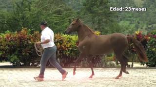 CRIADERO YERBABUENA 2017 PECADORA PASO FINO COLOMBIANO HD