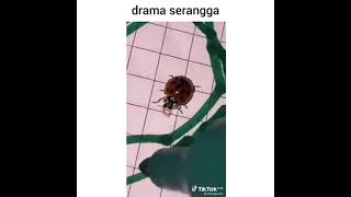 This Jokes Insect 😂😂#Shorts