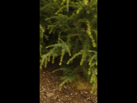 تصویری: سرو هیمالیا (Cedrus deodara): توضیحات