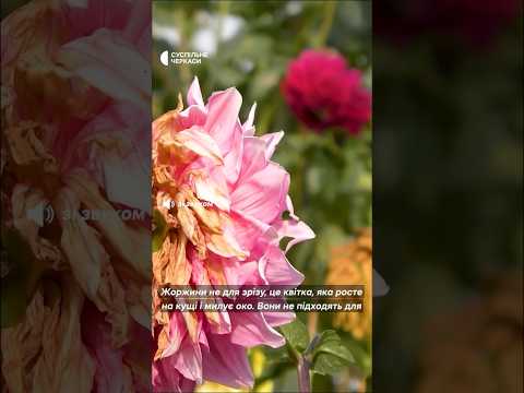 Для чого не підходять жоржини жоржини квітидлясаду квіти Cherkasy