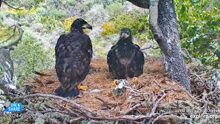 Sibling Interactions & Eagletude  Fraser Point Nest of Cruz, Andor, Manini & Reign (5/18)