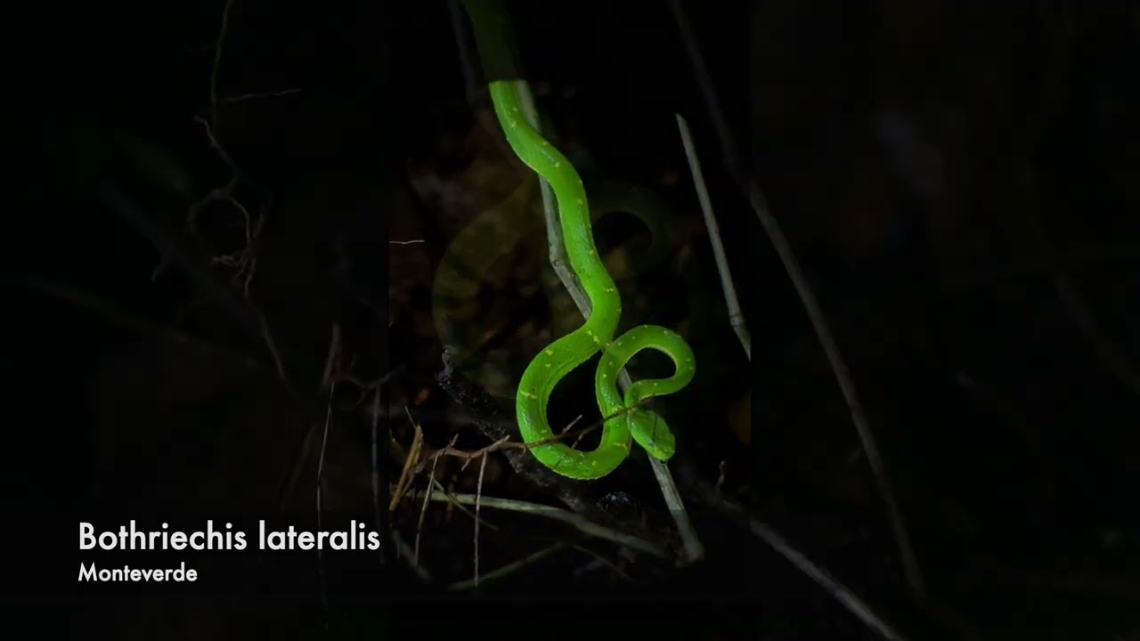 Bothriechis lateralis