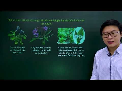 Khoa học tự nhiên lớp 6 - Cánh diều - Bài 20: Vai trò của thực vật trong đời sống và trong tự nhiên - youtube