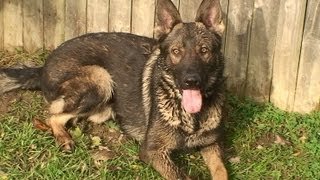 "Ru" Personal Protection Prospect German Shepherd K9-1.com