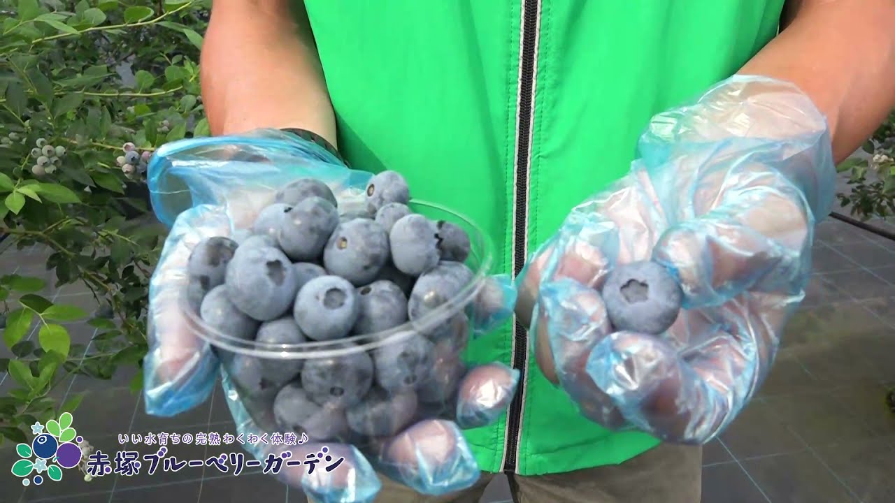 Vol 91 ブルーベリーガーデンのご案内2 収穫体験の流れ Youtube