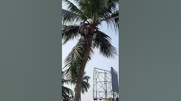 how to cut coconut tree - Part 1