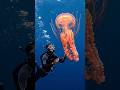 A giant jellyfish 🥰 #sea #creature #underwater #viral #trending #foryou