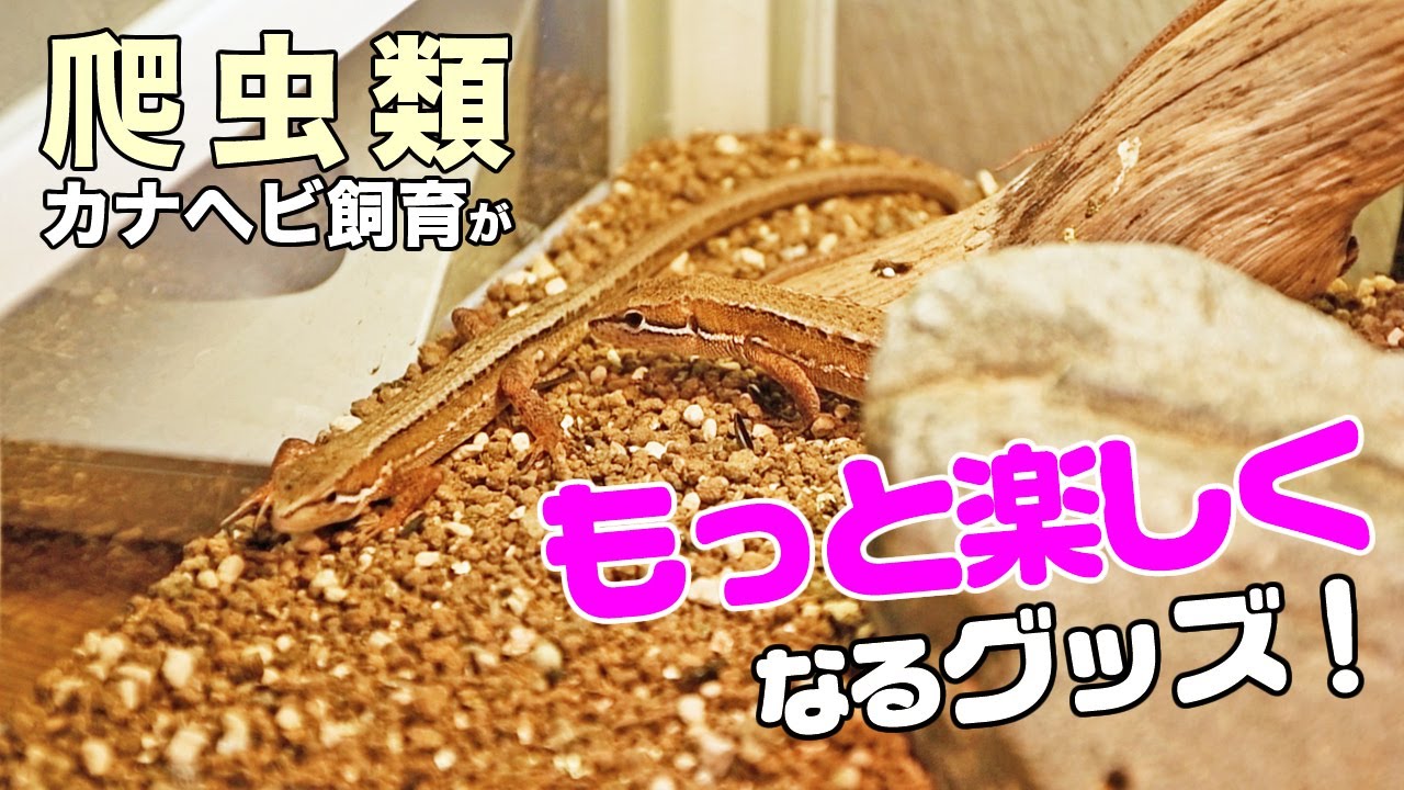 カナヘビや爬虫類飼育が「もっと楽しくなる」飼育グッズを紹介します！