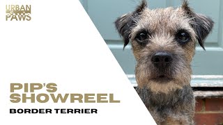 Pip (Border Terrier) Showreel