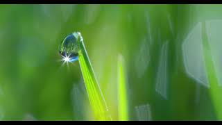 Dew Drop - Green Grass | Relaxing Music for Sleep - Stress Relief screenshot 3