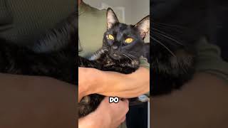 Meet The Tortoiseshell Cat The Rule Breaker