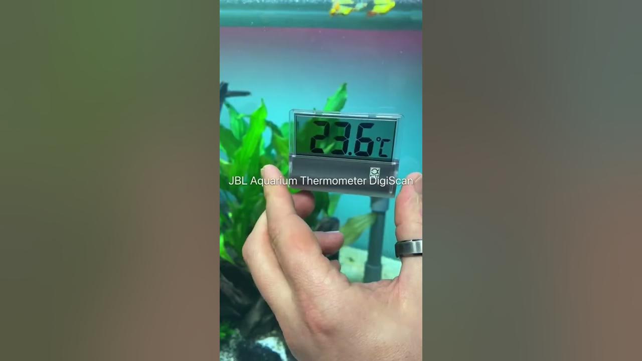 🌡️✔️ JBL Aquarium Thermometer DigiScan - Digital adhering