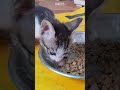 Cute Kitten eating food #shorts #cat #kitten #kittenfood #catfood #streetcat