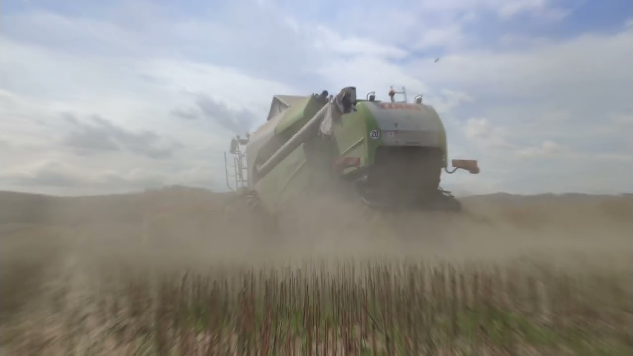 Žně 2025 sklizeň řepky Claas tucano 450,Fendt 828 Vario #1