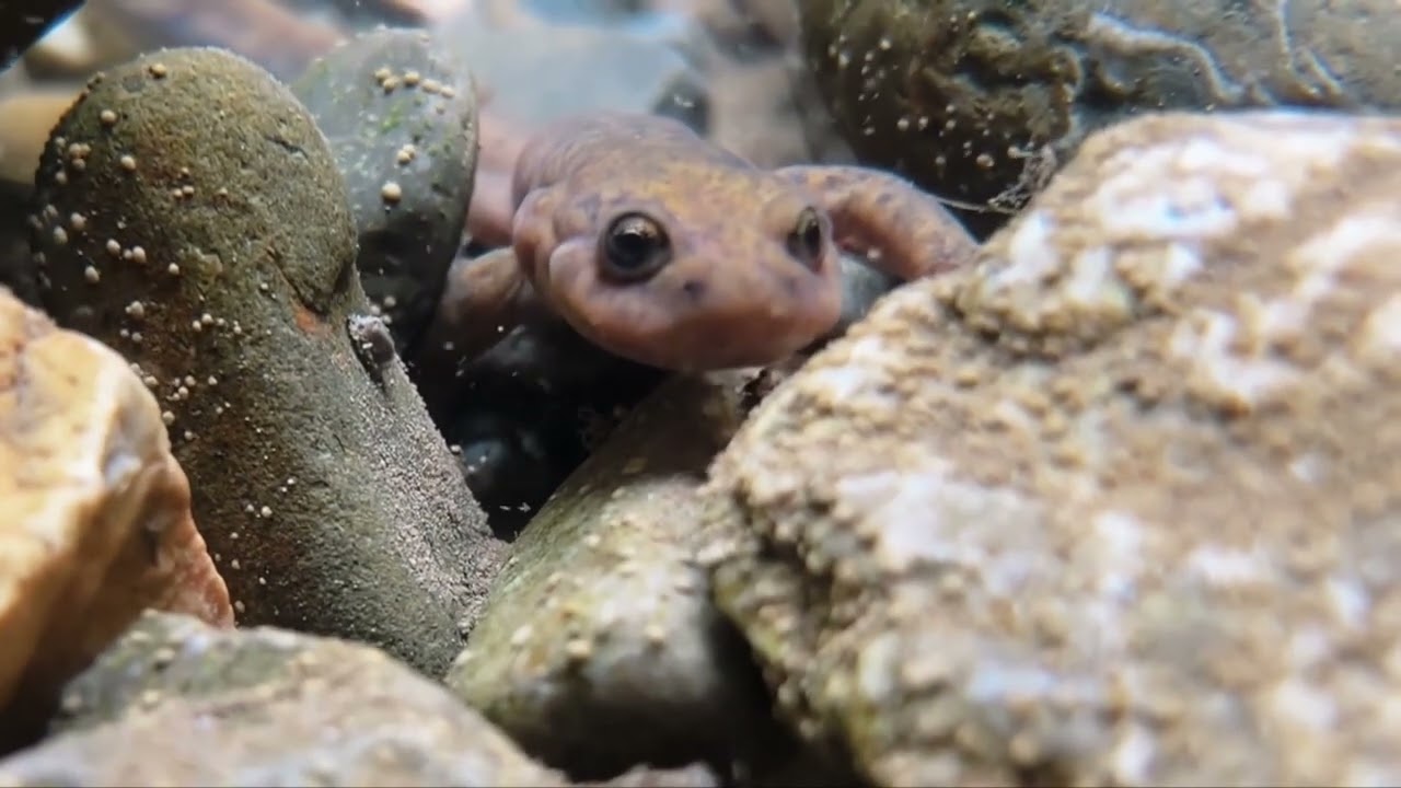 Rare salamander rescued and released in NW China's Gansu