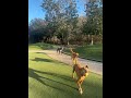 Spider video