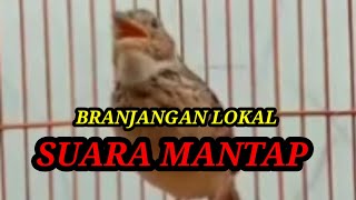 Branjangan LOKAL GACOR ISTIMEWA