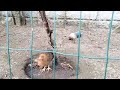 gallinas piñeiras y araucanas