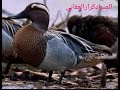 صوت الحذاف الصيفي الشرشير لعيون المتابعين لاتنسة الشتراك ولايك