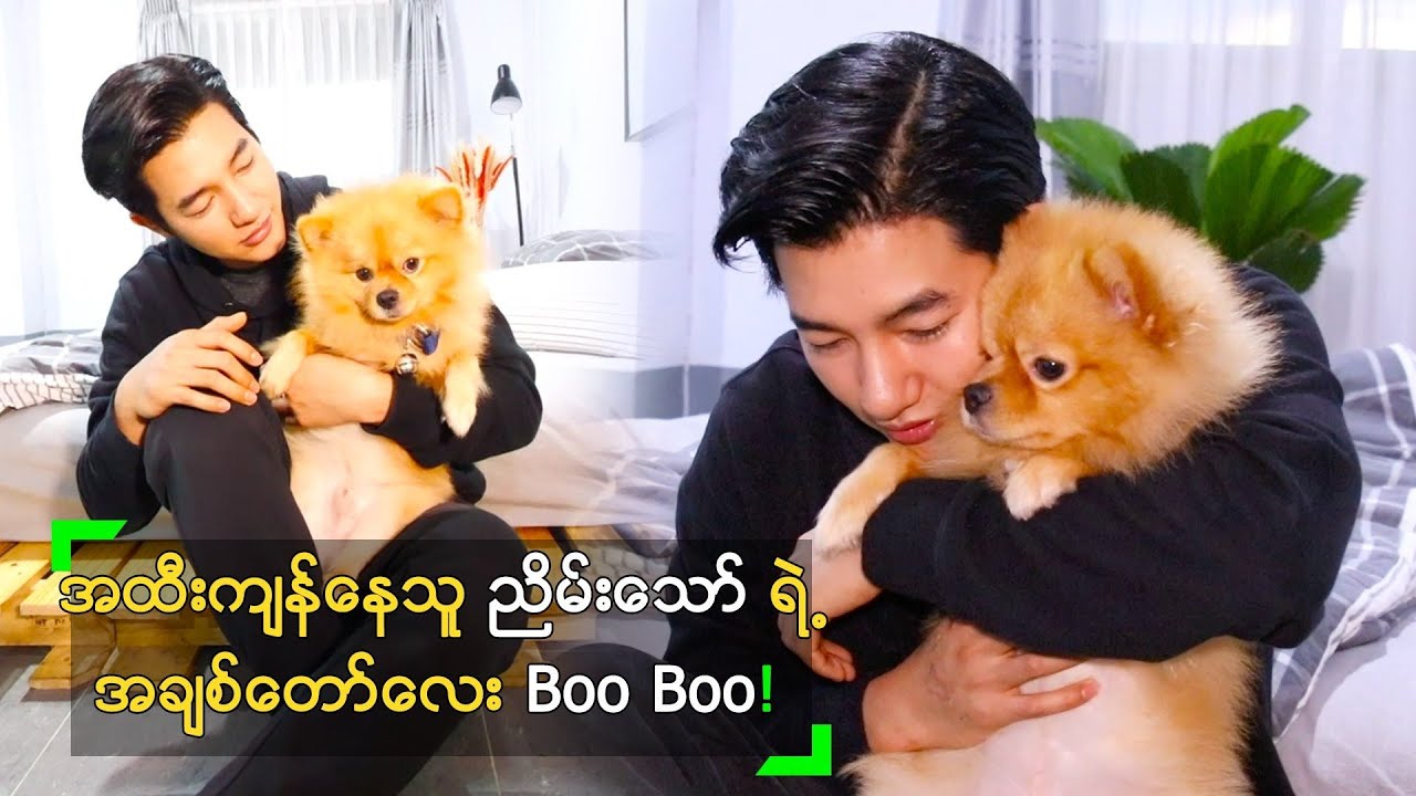 အထီးကျန်နေသူ ညိမ်းသော် ရဲ့ အချစ်တော်လေး Boo Boo