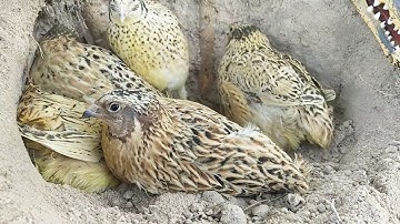 Primitive Technology | Meet Lot Of Quail Bird In Sand Hole And Catch Quail Bird| Natural Life Record